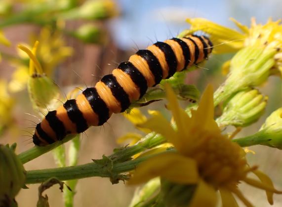 Cinnabar Moth larva