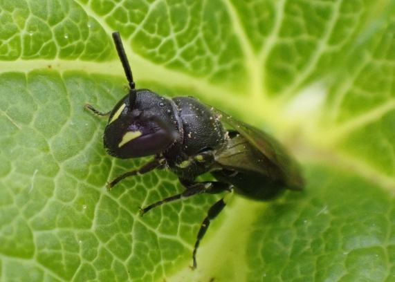 Common Yellow-face Bee