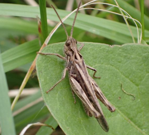 Field Grasshopper