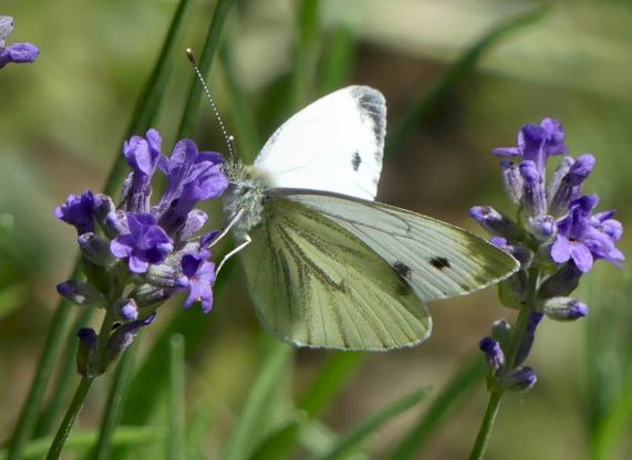 Green-veined White Butterfly