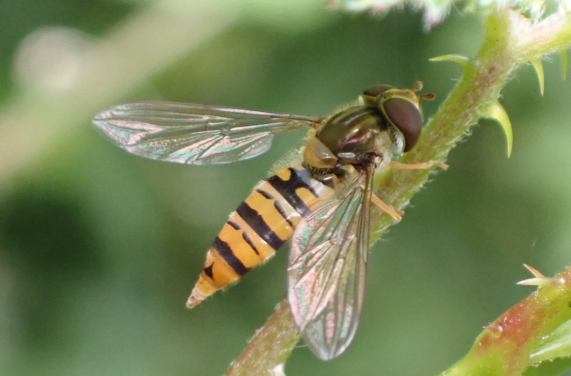 Hoverfly - Episyrphus balteatus