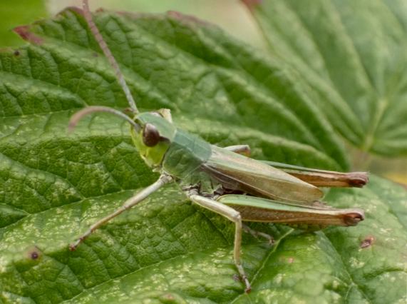 Meadow Grasshopper