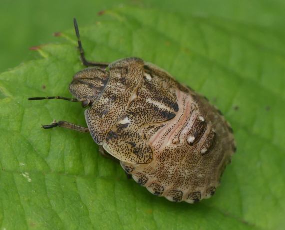 Shieldbug