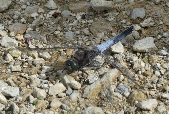 Black-tailed Skimmer