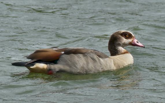 Egyptian Goose