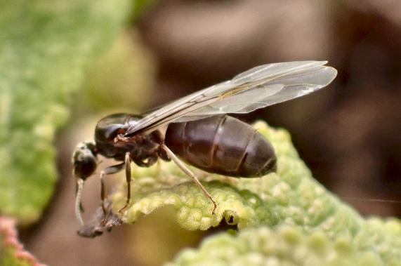 Flying Black Ant