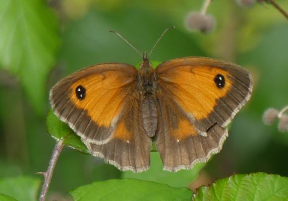 Gatekeeper butterfly