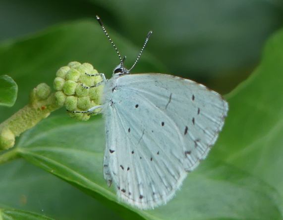 Holly Blue butterfly