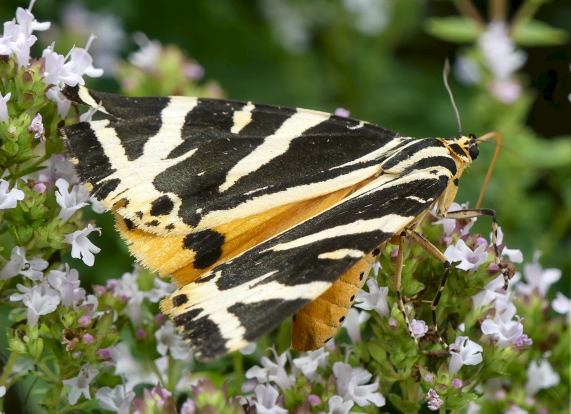 Jersey Tiger moth