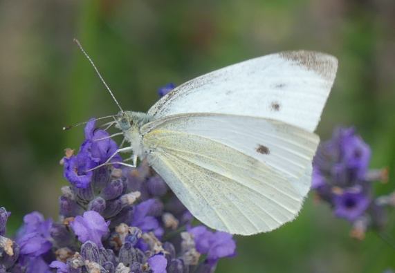 Small White butterfly