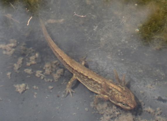 Smooth Newt Eft