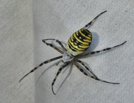 Wasp
                  Spider