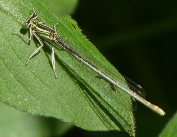 White-legged Damselfly