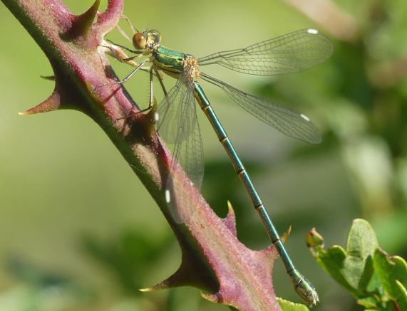 Willow Emerald Damselfly - female