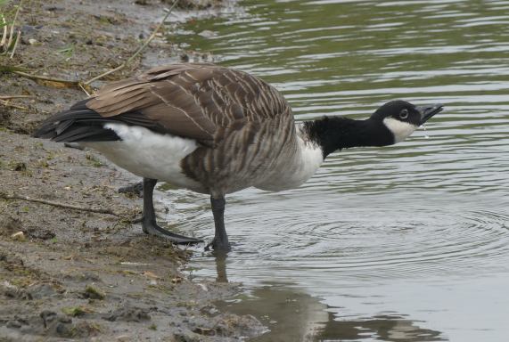 Canada
                  Goose