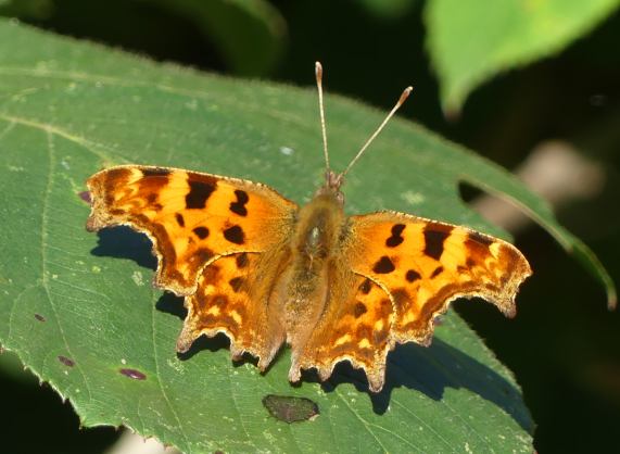 Comma butterfly