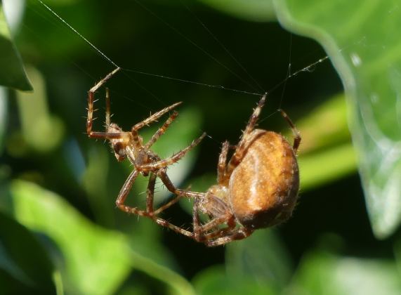 Cross
                  Spiders