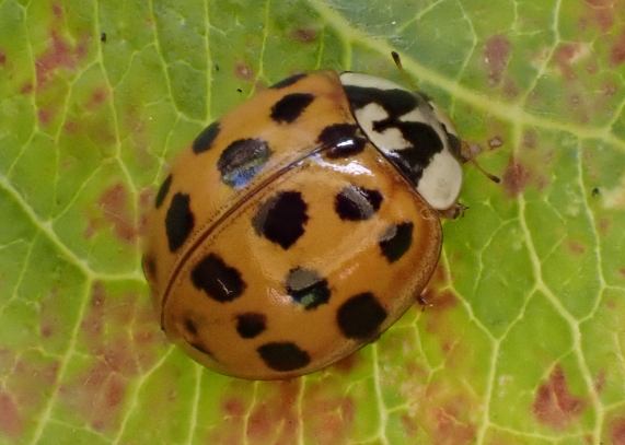 Harlequin Ladybird