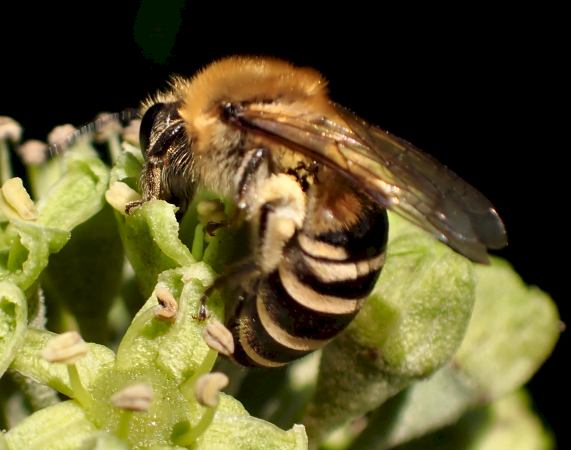 Ivy Bee