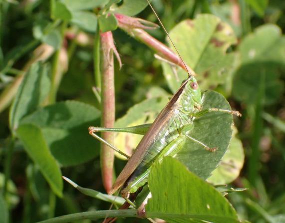 Long-winged Conehead