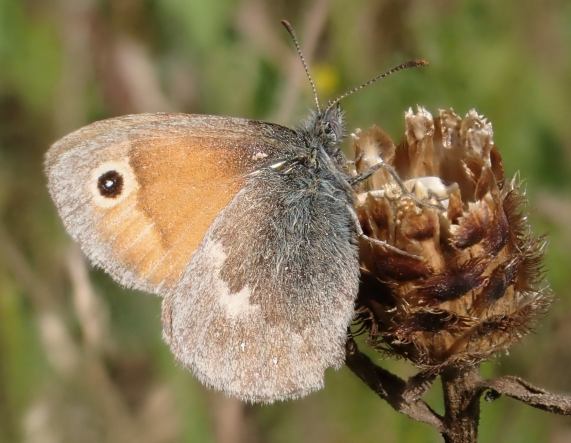 Small Heath butterfly