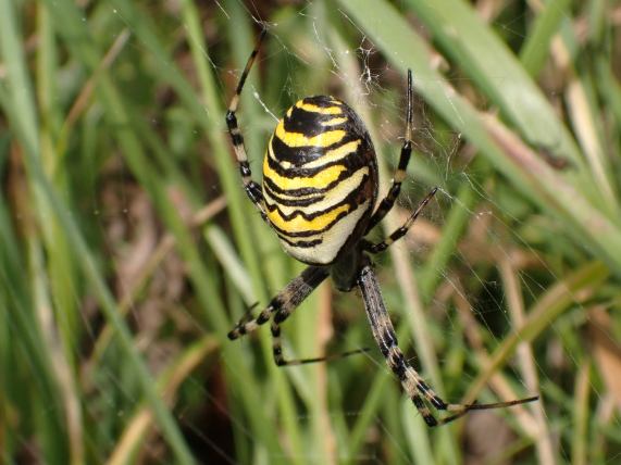 Wasp
                  Spider