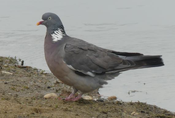 Woodpigeon