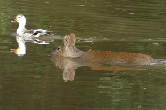 Chinese Water Deer