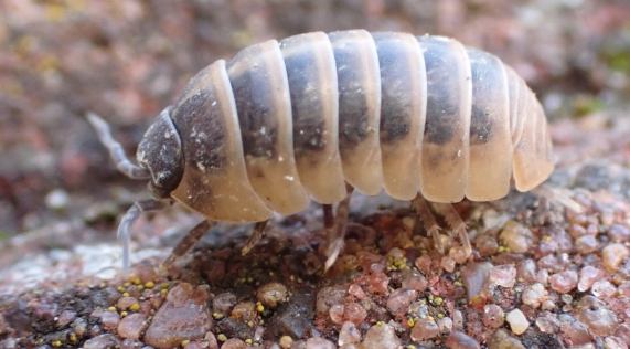 Common Pill Woodlouse