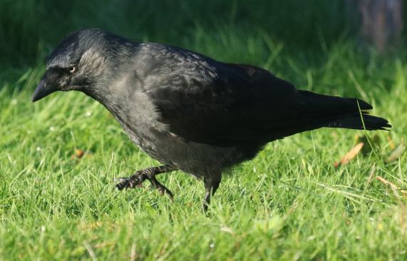 Jackdaw