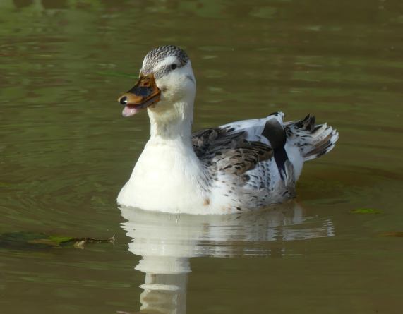 Mallard