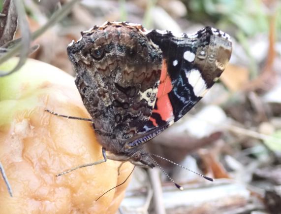 Red Admiral butterfly