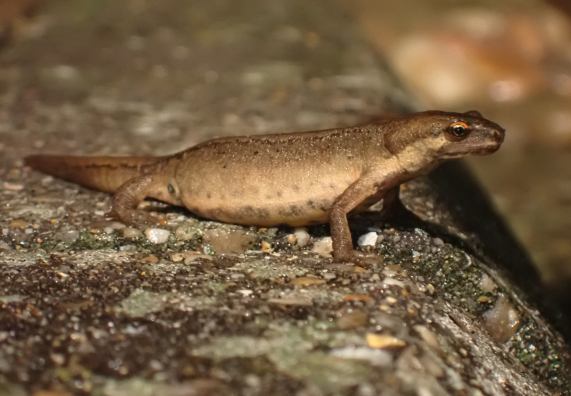 Smooth
                  Newt