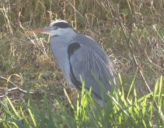 Grey
                  Heron