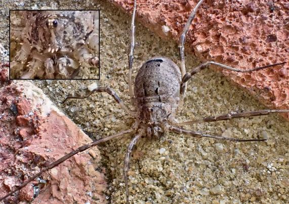 Harvestman