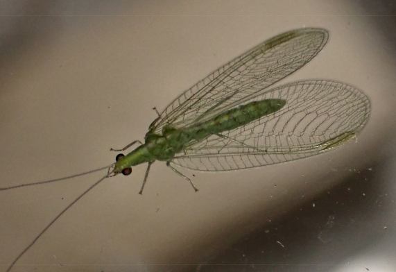 Lacewing