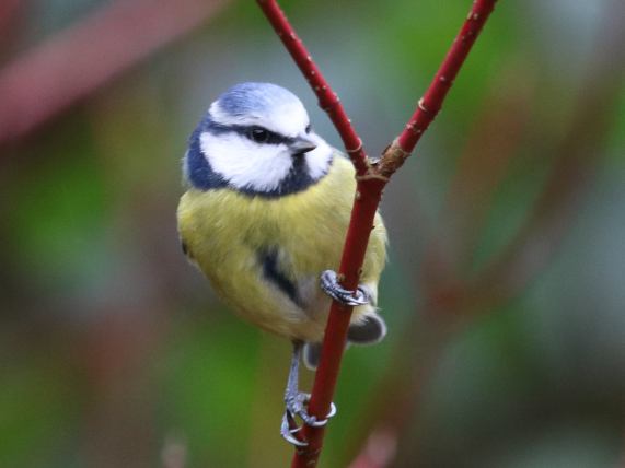 Blue Tit