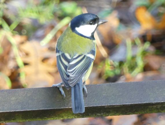 Great
                  Tit