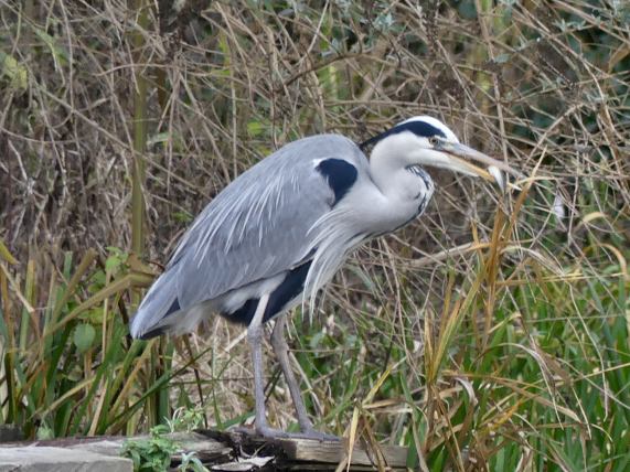 Grey Heron
                  with fish