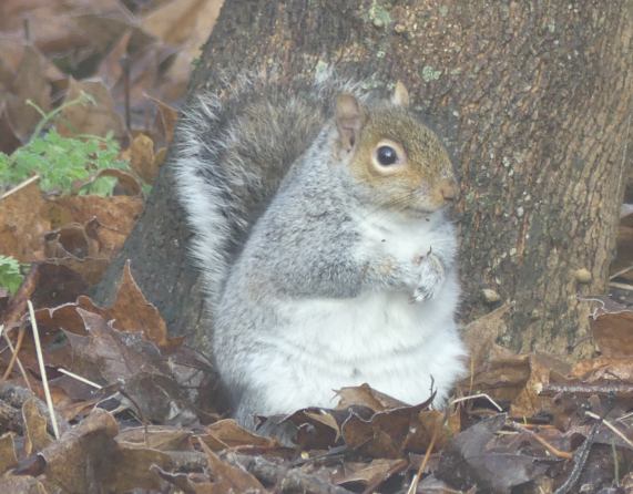 Grey Squirrel