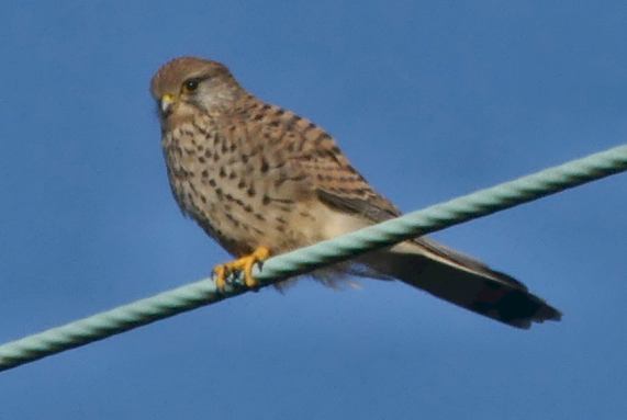 Kestrel