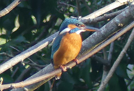 Kingfisher