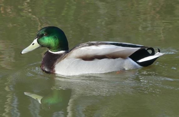 Mallard
                  -drake