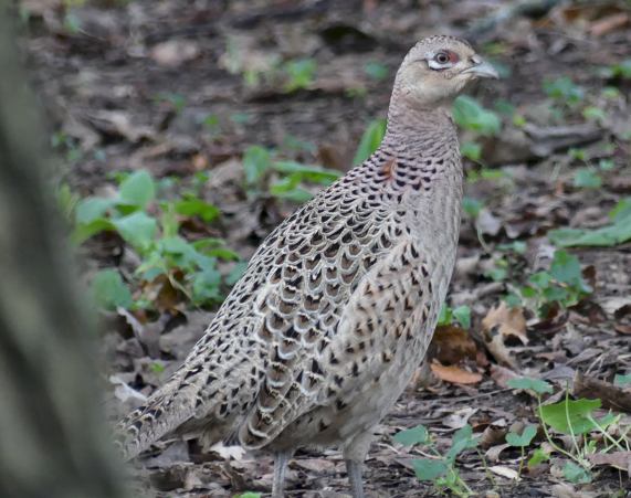 Pheasant
                  - female