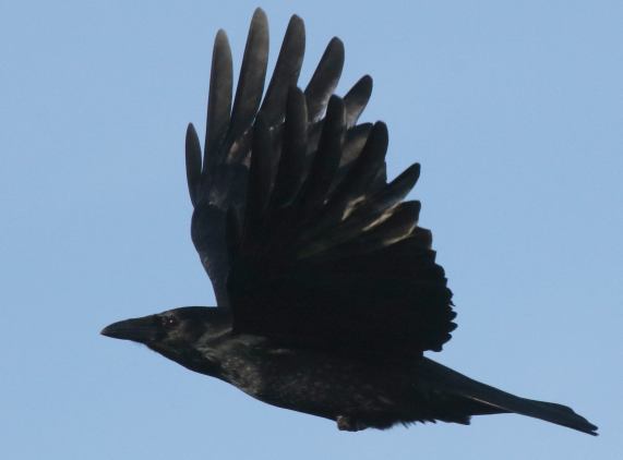 Carrion Crow