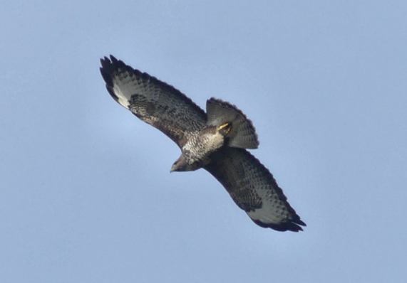 Common Buzzard