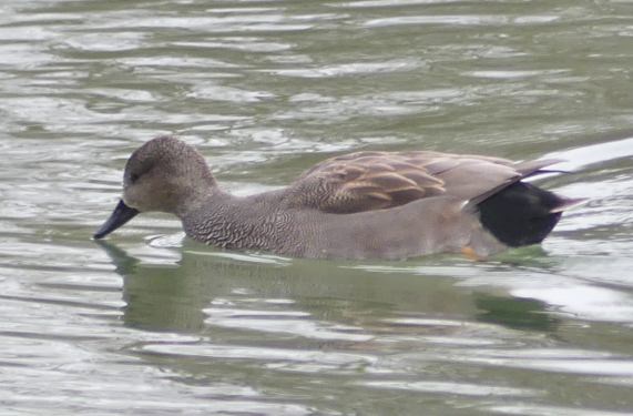 Gadwall drake