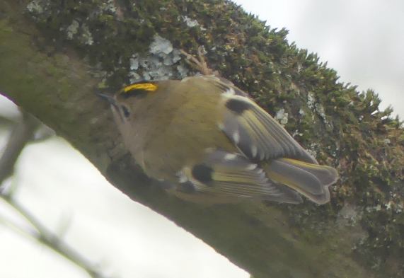 Goldcrest