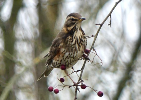 Redwing