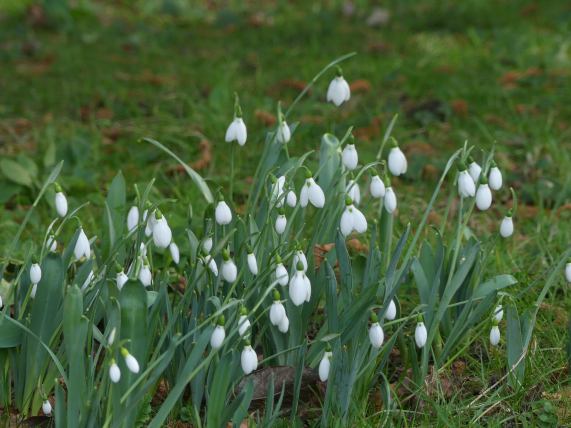 Snowdrops